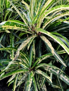 04 EDWIN T. MEREDITH-CLOSEUP DSC05975.JPG