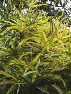 06 MEDIUM CLOSEUP DSC05492.JPG