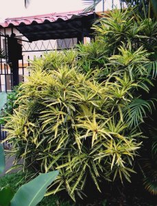 10 EDWIN T. MERIDITH-FULL VIEW DSC05639.jpg