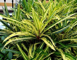 11 E.T. MEREDITH FULL FLUSH-DSC05623.JPG