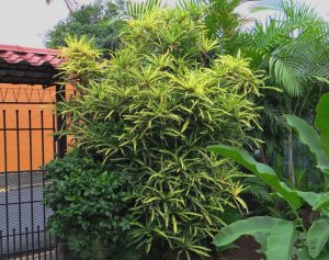 16 EDWIN T. MEREDITH.JPG