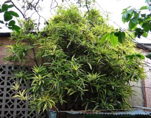 18 EDWIN T. MEREDITH DSC05718.JPG