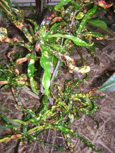 DSCN5551.JPG