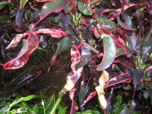 DSCN5552.JPG