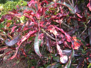 DSCN5554.JPG