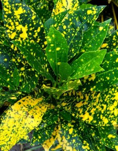 01 GOLD DUST-CLOSEUP.JPG