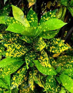 02 GOLD DUST-CLOSEUP.JPG