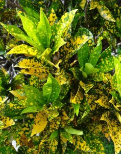 06 GOLD DUST-SEMI CLOSEUP.JPG