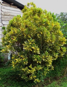 09 GOLD DUST-NEXT TO AN OLD SUN BLEACHED  HOME.JPG