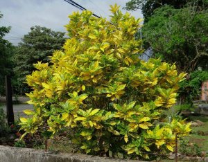 15 GOLD DUST-MAKING A BOLD YELLOW STATEMENT IN RURAL SAN MATEO.jpg