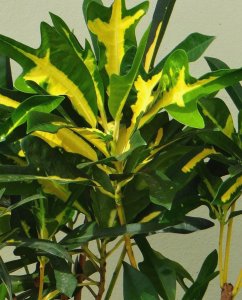 05 MRS. FRED SANDERS-CLOSEUP.JPG