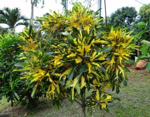 18 MRS. FRED SANDERS-  NICELY SPLOTCHED LEAVES.JPG