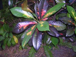 DSCN5735.JPG