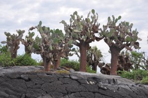 Opuntia-Ana.JPG