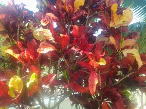 20150824_115017.jpg