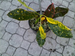 IMG00941-20100721-1910.jpg