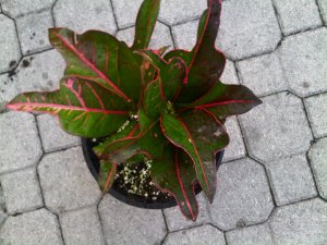IMG00942-20100721-1910.jpg