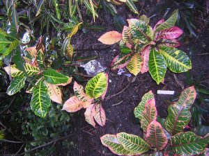 DSCN2580.jpg