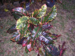 DSCN6538.JPG