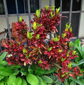 03 BATIC - BUSH ON FIRE.jpg