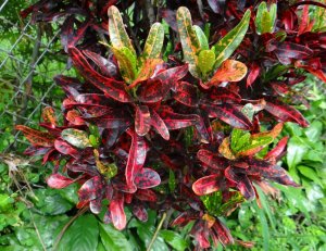 05 BATIC - BUSH ON FIRE.jpg