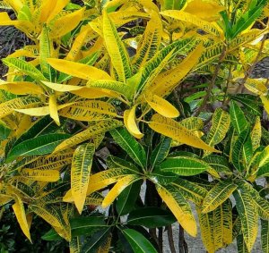 04... NOT UNCOMMON FOR SOME LEAVES TO MORPH INTO DOMINATE YELLOW..jpg