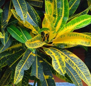 05 MOST FLUSHES WILL NORMALLY HOLD THEIR PINKISH TO RED PETIOLES....jpg