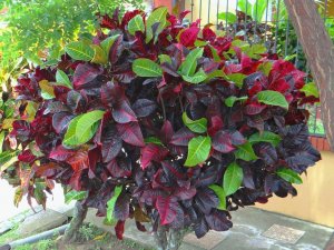 04 GLORIOSA - ALAJUELA SIDEWALK DISPLAY.JPG