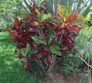 05 GLORIOSA SUPERBA - GRECIA MUNICIPAL PARK.JPG