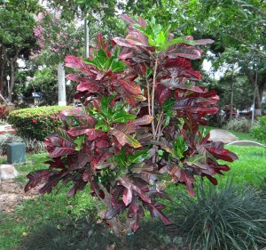12 GLORIOSA SUPERBUM - THIS FACE RECEIVES JUST TREE SHADE ALL DAY... UTILIZED FILL-IN FLASH.JPG