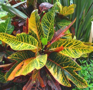 03 GLORIOSA SUPERBA - FULL FLUSH CLOSE UP OF MOTHER PLANT, SEE FOTO 04.jpg