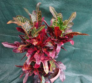 07 GLORIOSA SUPERBA - ROBERTICO'S CONTAINER GARDEN.jpg