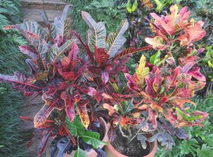 01 ROBERTICO'S CONTAINER GARDEN - (LFT) GLORIOSA SUPERA & (RGT) EXCELLENT.JPG