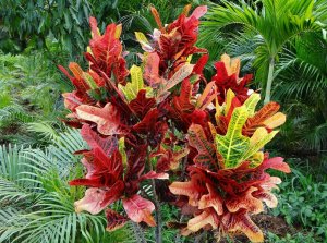 03 EXCELLENT - CATEGORIZED AS SEMI-OAK LEAF, LOCATED IN FULL SUN AREA.jpg