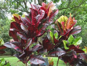 17 GLORIOSA - LARGE MANGO TREES IN THE BACKROUND.JPG