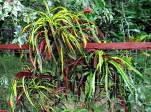 19 PICTURATUM - USING THE FENCE AS A TRELLIS.jpg