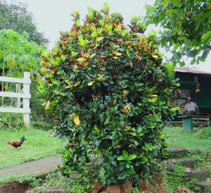 21 OVALIFOLIUM - OUT FRONT OF THIS RURAL, ROADSIDE MINI-MARKET.JPG