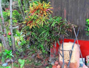 23 MULTICOLOR - STILL LIFE, PERHAPS NOT PRETTY BUT AN INTERESTING PHOTO.JPG