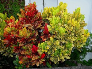 28 PETRAS - I SOMETIMES RUN INTO THIS RED & YELLOW DUO, THIS IS THE BEST PAIR THUS-FAR.JPG