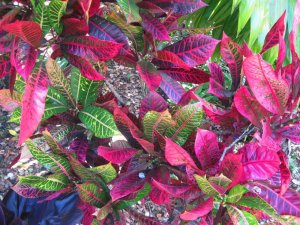 07 GOOGLE- Croton 'Bermuda Red' Vintage Tree Farms  with Tom Piergrossi.jpg