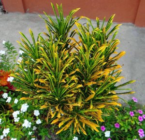 35 LYRATUM - SANTA ANA CURBSIDE  DISPLAY.JPG