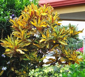 37 MORTII - MAKING A NOBLE STATEMENT IN THIS GARDEN PATCH.jpg