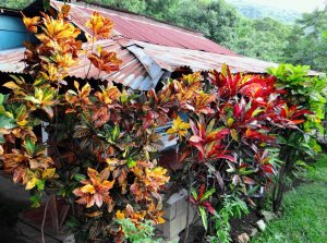 38 (LtoR) STEWARTII, DAYSPRING & GENERAL PAGET IN THIS COUNTRY CROTON GROUPING.JPG