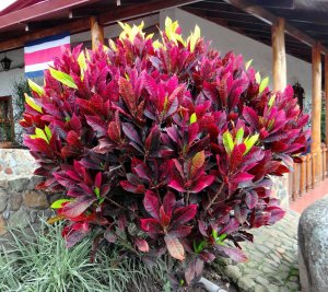 39 BURMUDA RED - 'FLYING THE COLOURS' ON COSTA RICA'S  INDEPENDENCE DAY.JPG