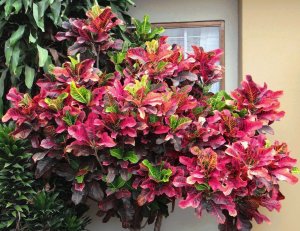 40 BRAVO - I FIRST POSTED AN IMAGE OF THIS BEAUTIFUL CULTIVAR IN JUN2013, PHOTO UPDATED.JPG