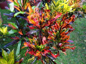 Croton2.png