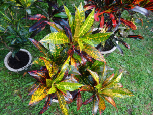 Croton3.png