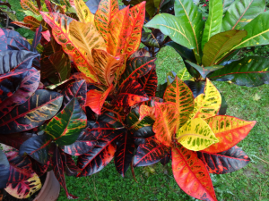 Croton4.png