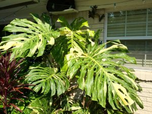 IMG_0777.JPG