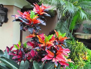 41 (LtoR) GLORIOSA, ROYAL FLUSH & JOHANNIS - GATED COUNTRY RESIDENCE.jpg